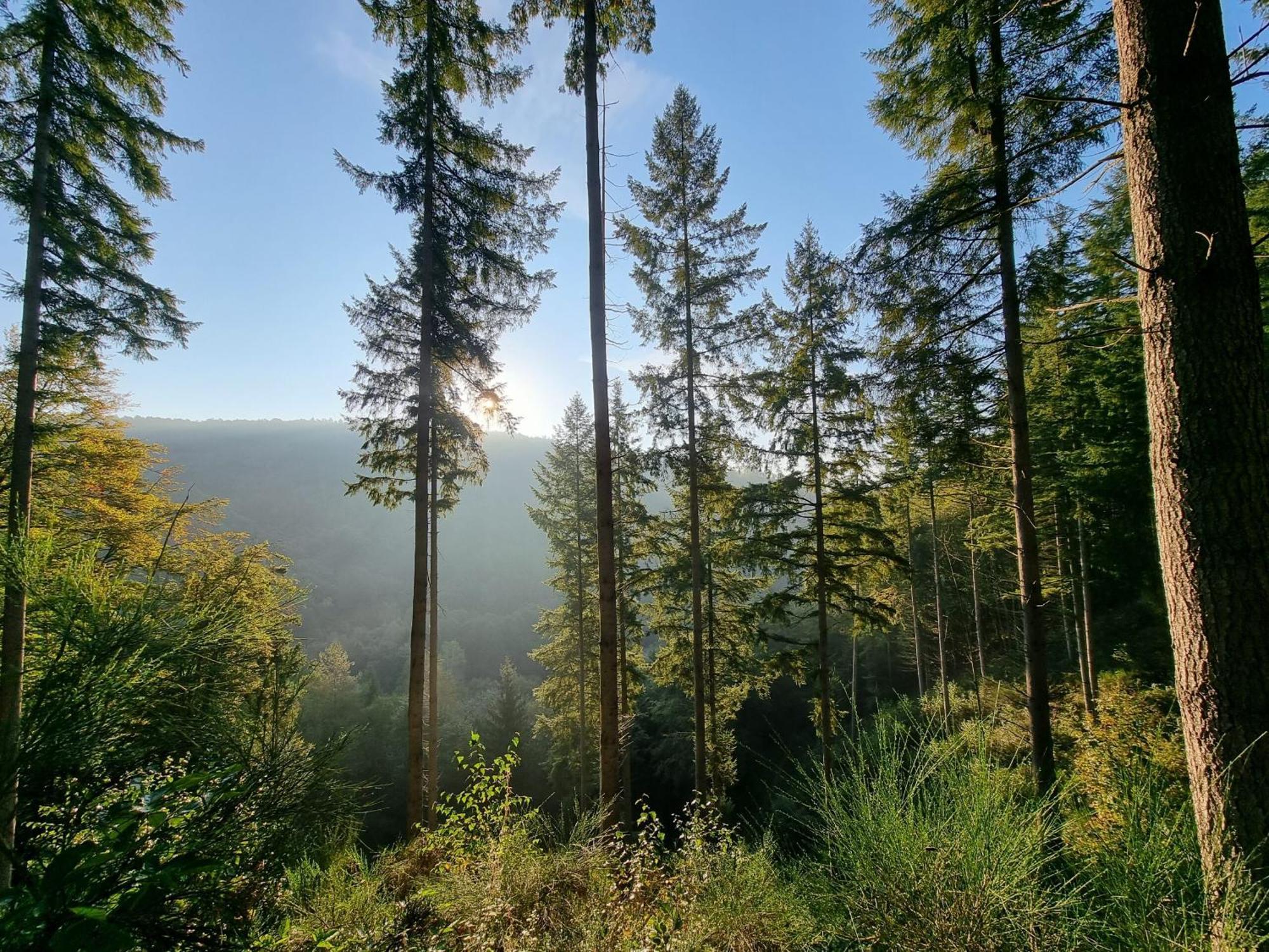 Pfalztraum Fewo'S Bruchweiler-Bärenbach Buitenkant foto